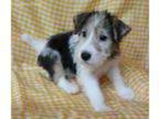 Mutt Puppy for sale in Ulman, MO, USA