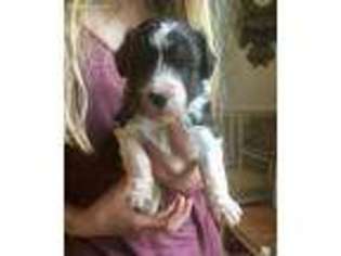 Mutt Puppy for sale in West Point, VA, USA