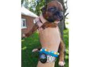 Boxer Puppy for sale in Gillespie, IL, USA