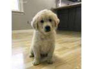 Mutt Puppy for sale in Greenville, OH, USA