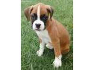 Boxer Puppy for sale in Lincoln, NE, USA