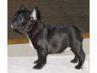 French Bulldog Puppy for sale in GREEN VALLEY LAKE, CA, USA