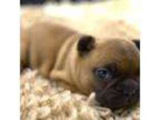 French Bulldog Puppy for sale in Dorset, OH, USA