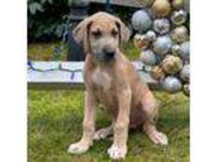 Great Dane Puppy for sale in Carver, MA, USA