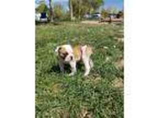 American Bulldog Puppy for sale in Bluebell, UT, USA