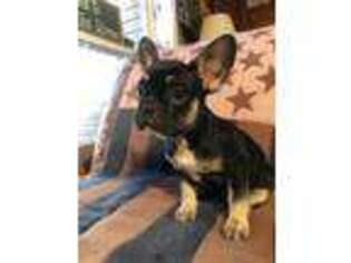 French Bulldog Puppy for sale in Stark City, MO, USA
