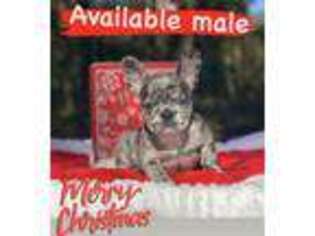 French Bulldog Puppy for sale in Bronson, FL, USA