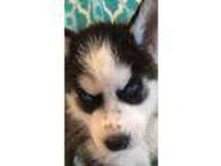 Siberian Husky Puppy for sale in Mount Pleasant Mills, PA, USA