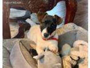 Jack Russell Terrier Puppy for sale in Prague, OK, USA