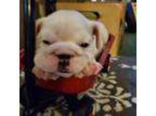 Bulldog Puppy for sale in Patoka, IL, USA