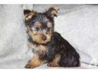Yorkshire Terrier Puppy for sale in HUMANSVILLE, MO, USA