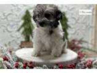 Coton de Tulear Puppy for sale in Springfield, MO, USA