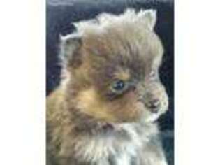 Pomeranian Puppy for sale in Batesburg, SC, USA
