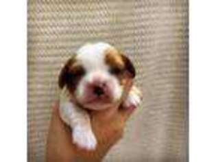 Cavalier King Charles Spaniel Puppy for sale in Memphis, TN, USA