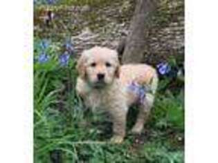 Goldendoodle Puppy for sale in Manchester, TN, USA