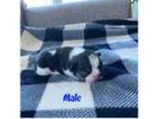 French Bulldog Puppy for sale in South Portland, ME, USA