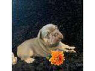 French Bulldog Puppy for sale in Iowa City, IA, USA