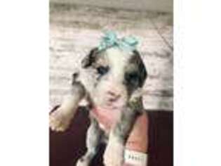 Mutt Puppy for sale in Nixa, MO, USA