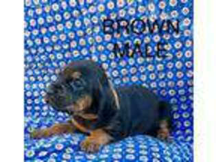 Bloodhound Puppy for sale in Dillwyn, VA, USA