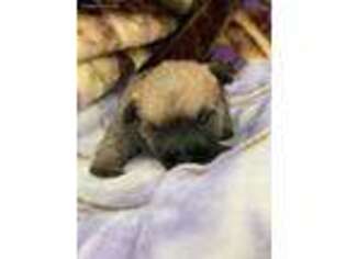 Cairn Terrier Puppy for sale in Harvard, IL, USA