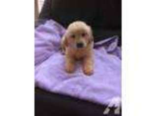 Golden Retriever Puppy for sale in DENTON, TX, USA