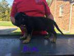 German Shepherd Dog Puppy for sale in Shepherdsville, KY, USA