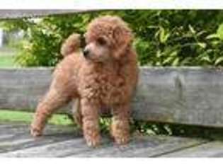 Mutt Puppy for sale in Sistersville, WV, USA
