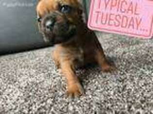 Cane Corso Puppy for sale in Crete, IL, USA