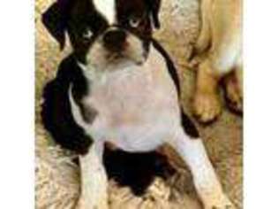 Pug Puppy for sale in Naples, FL, USA