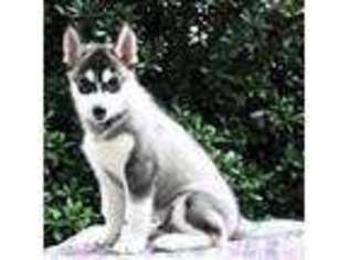 Siberian Husky Puppy for sale in Carnesville, GA, USA