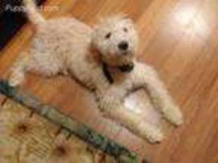 Labradoodle Puppy for sale in Marion, IA, USA