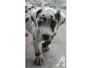 Great Dane Puppy for sale in MYAKKA CITY, FL, USA