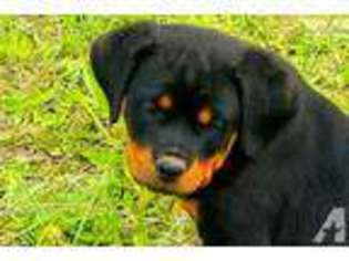 Rottweiler Puppy for sale in SHORT HILLS, NJ, USA