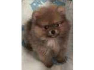 Pomeranian Puppy for sale in Northport, AL, USA