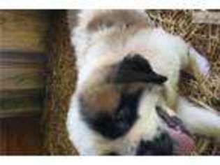 Saint Bernard Puppy for sale in Bowling Green, KY, USA