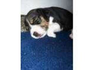 Beagle Puppy for sale in Phenix City, AL, USA