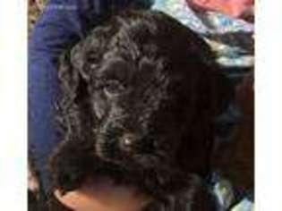 Labradoodle Puppy for sale in Deerfield Beach, FL, USA