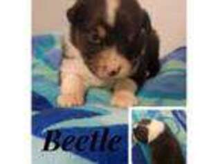 Australian Shepherd Puppy for sale in Pottstown, PA, USA