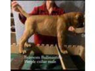 Bullmastiff Puppy for sale in Great Falls, MT, USA