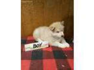 Alaskan Malamute Puppy for sale in Elizabethtown, PA, USA