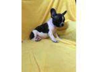 French Bulldog Puppy for sale in Grovetown, GA, USA