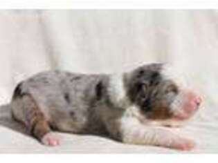 Miniature Australian Shepherd Puppy for sale in Saint Augustine, FL, USA
