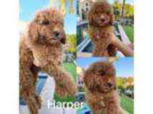 Goldendoodle Puppy for sale in Riverside, CA, USA