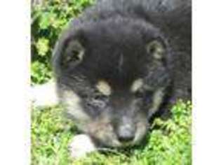 Medium Photo #1 Shiba Inu Puppy For Sale in Tulsa, OK, USA