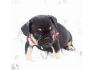 French Bulldog Puppy for sale in Escalon, CA, USA