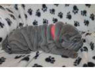 Mutt Puppy for sale in Farmington, IA, USA