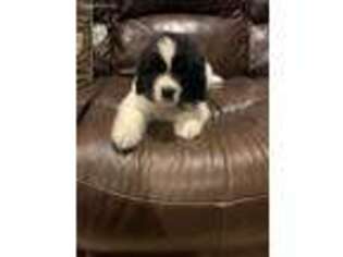 Newfoundland Puppy for sale in Hendersonville, NC, USA