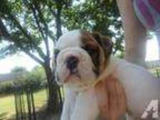 Bulldog Puppy for sale in EUFAULA, OK, USA