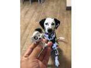 Dalmatian Puppy for sale in New Castle, DE, USA