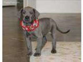 Great Dane Puppy for sale in Helena, AR, USA